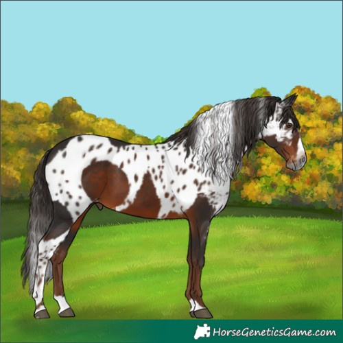 Horse Color:Gray Liver Chestnut Splash Skewed LP Spotted Rabicano
