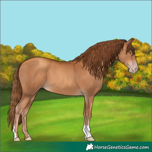 Horse Color:Gray Gold Champagne