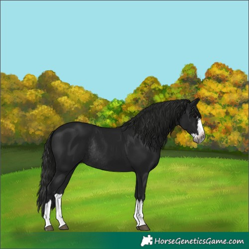 Horse Color:Gray Black Splash Rabicano