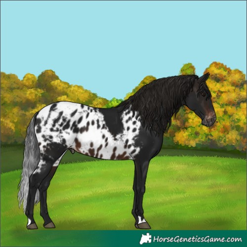 Horse Color:Gray Brown Skewed LP Spotted