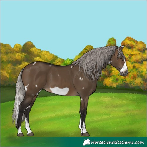 Horse Color:Gray White Spotted Silver Brown Dun Sabino Splash Frame Rabicano