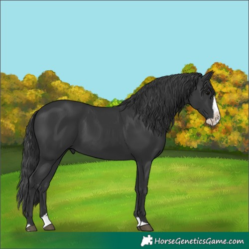 Horse Color:Black Splash 