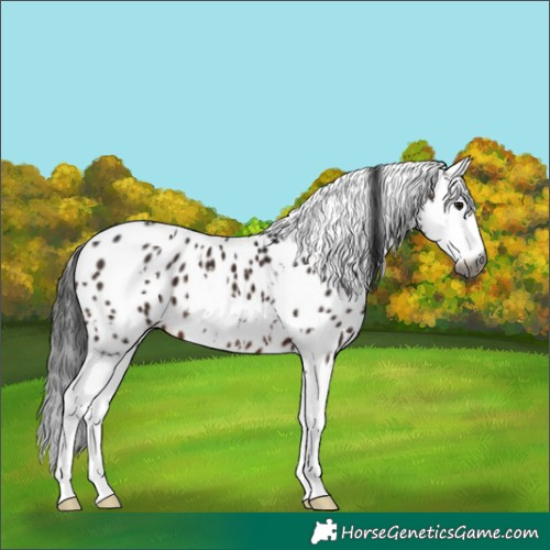 Horse Color:Gray White Spotted Brown Splash Skewed LP Spotted