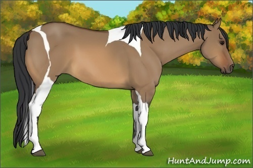 Horse Color:Bay Dun Tobiano