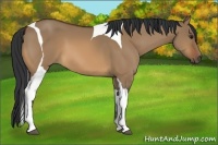 Horse Color:Bay Dun Tobiano 