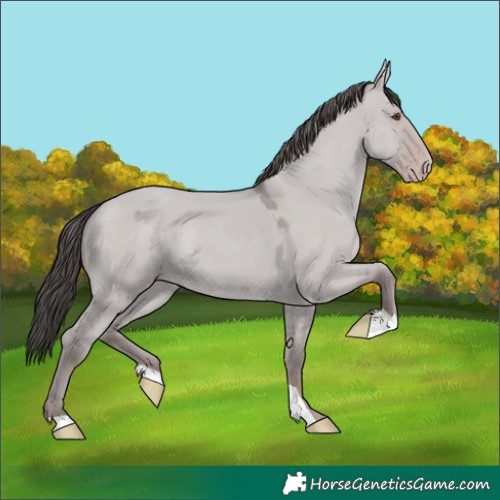 Horse Color:Platinum Classic Champagne Dun Rabicano