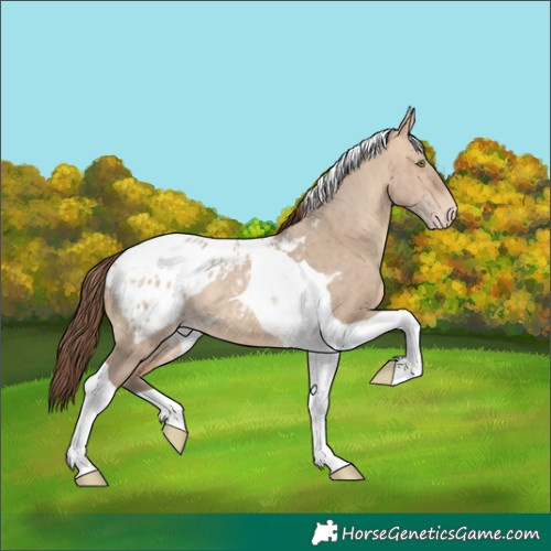 Horse Color:Amber Champagne Dun Tobiano Blanket Brindle