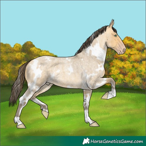 Horse Color:White Spotted Amber Cream Champagne Roan 