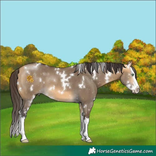 Horse Color:White Spotted Buckskin Dun Splash 