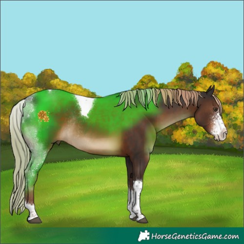 Horse Color:Liver Chestnut Sabino Tobiano Rabicano 