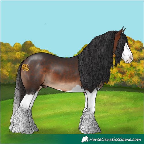 Horse Color:Bay Splash 