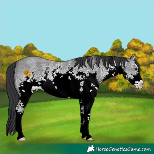 Horse Color:White Spotted Black Sabino