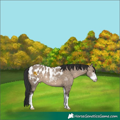 Horse Color:Brown Dun Sabino Blanket