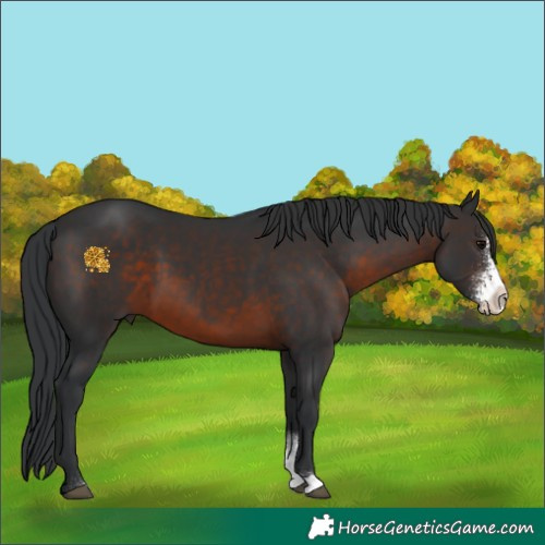 Horse Color:Brown Sabino