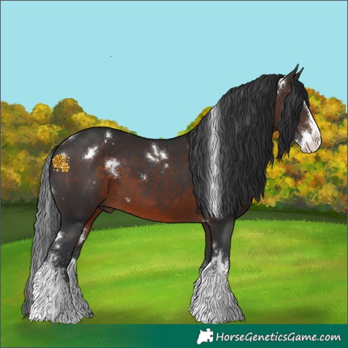 Horse Color:White Spotted Brown Splash 