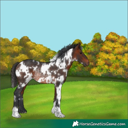 Horse Color:White Spotted Bay Rabicano 