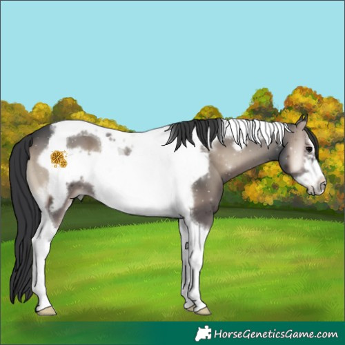 Horse Color:White Spotted Blue Onyx Tobiano Frame 