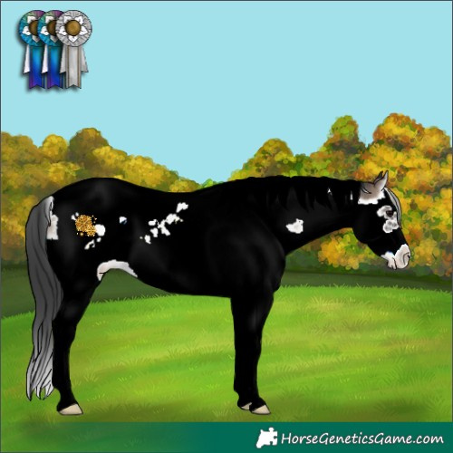 Horse Color:Blue Onyx Splash Tobiano Frame Blanket