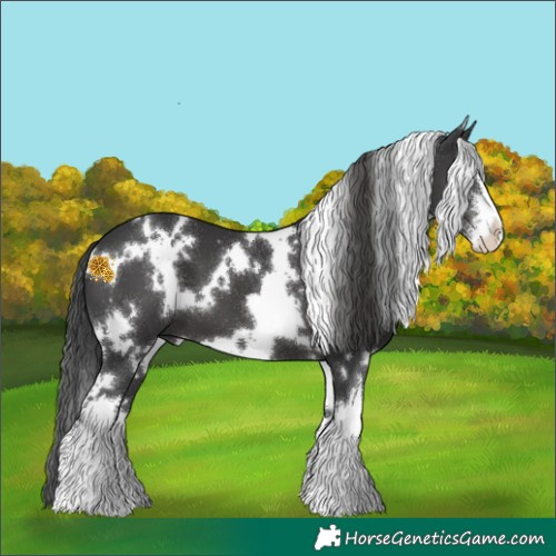 Horse Color:White Spotted Black 