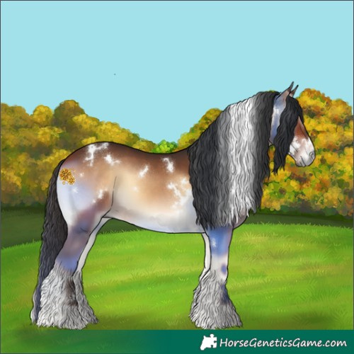 Horse Color:White Spotted Bay Onyx Rabicano