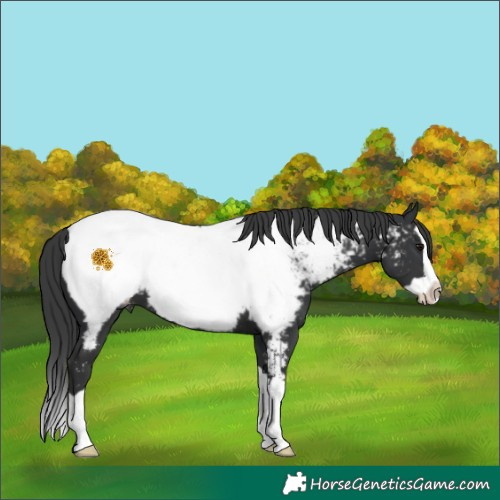 Horse Color:Black Splash Near Fewspot