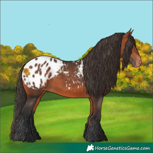 Horse Color:White Spotted Bay Blanket