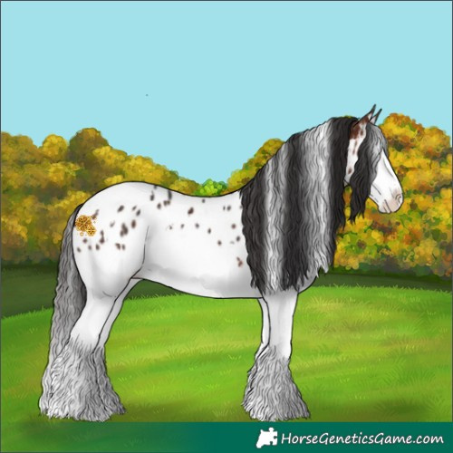 Horse Color:White Spotted Bay Splash Near Leopard