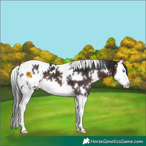 Horse Color:White Spotted Brown Splash Blanket