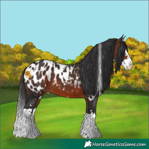 Horse Color:White Spotted Brown Splash Near Leopard 