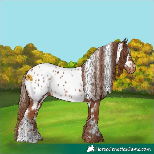 Horse Color:White Spotted Chestnut Near Leopard