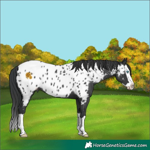 Horse Color:Black Splash Near Leopard 