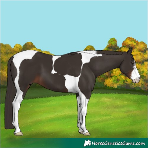 Horse Color:White Spotted Liver Chestnut Tobiano