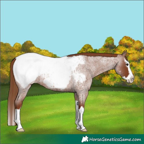 Horse Color:Red Roan Splash Snowcap