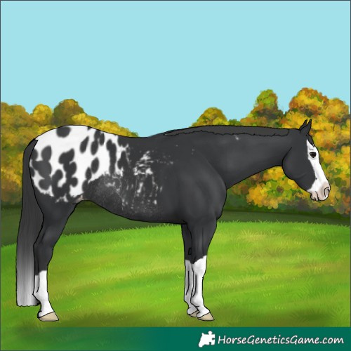 Horse Color:Black Splash Blanket Rabicano 
