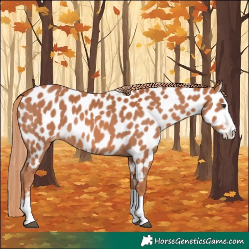 Horse Color:Chestnut Splash Near Leopard