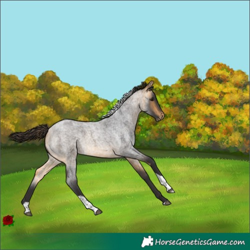 Horse Color:Buckskin Roan Tobiano Rabicano 