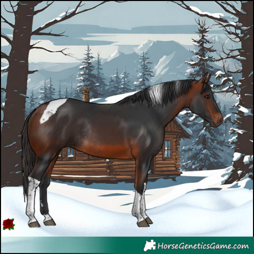 Horse Color:Bay Tobiano Rabicano