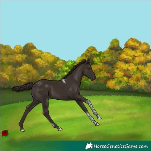 Horse Color:Liver Chestnut Tobiano Rabicano 