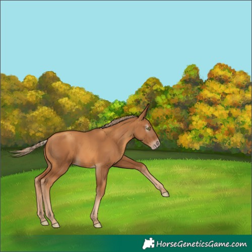 Horse Color:Gray Gold Champagne 