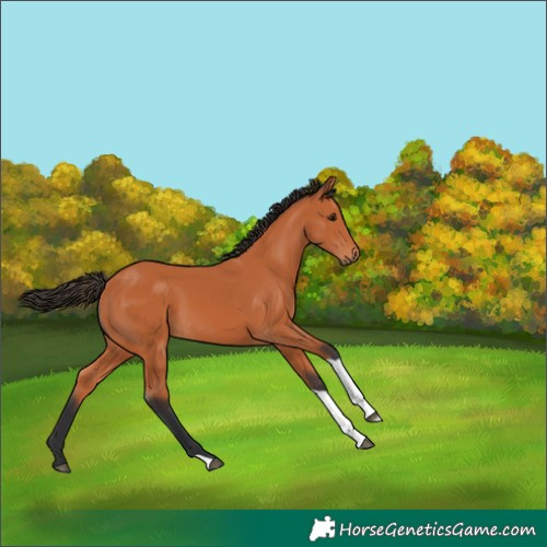 Horse Color:Bay Tobiano 