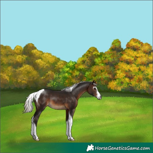 Horse Color:Gray Silver Brown Sabino Tobiano 