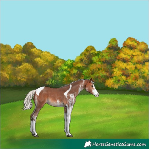 Horse Color:White Spotted Silver Bay Tobiano 