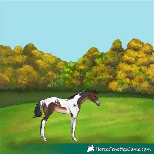Horse Color:Brown Tobiano
