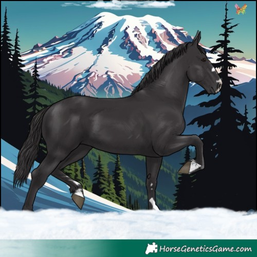 Horse Color:Smoky Black 