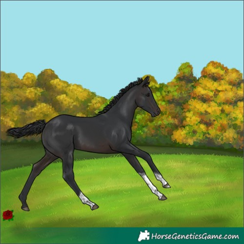 Horse Color:Brown Tobiano 