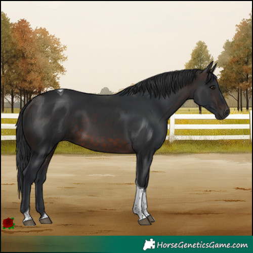 Horse Color:Brown Tobiano Rabicano 