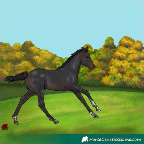 Horse Color:Brown Tobiano Rabicano 