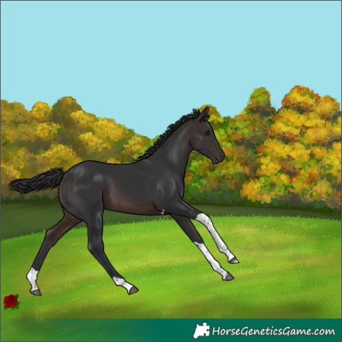 Horse Color:Brown Tobiano 