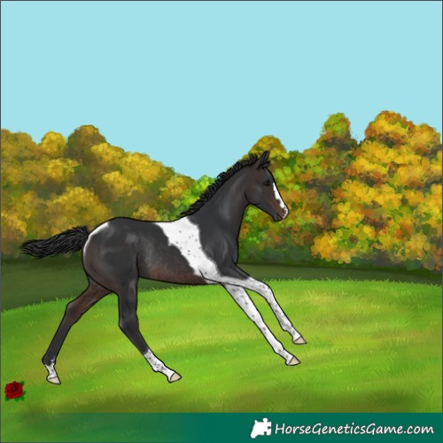Horse Color:Brown Tobiano Rabicano 