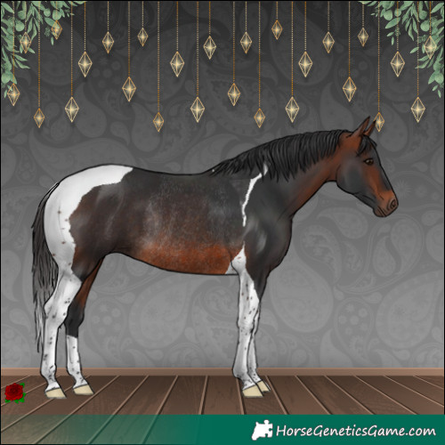 Horse Color:Bay Tobiano Rabicano